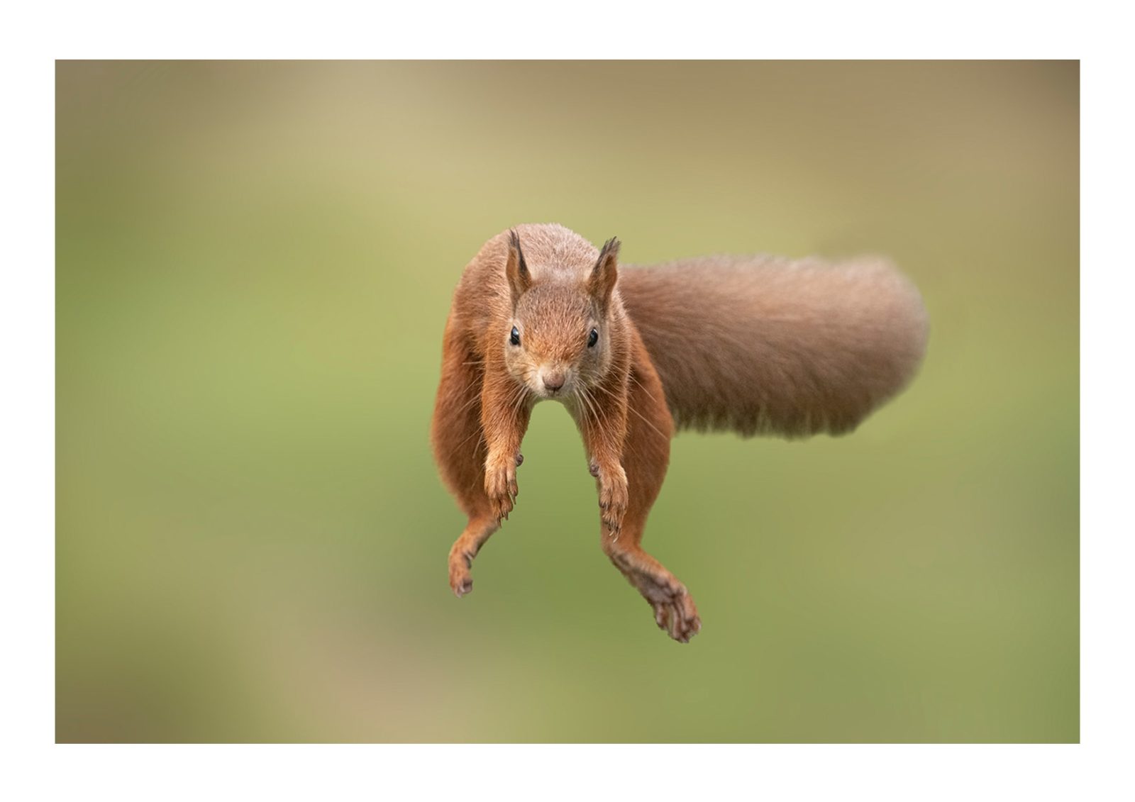 Red Squirrel Jumping 1
